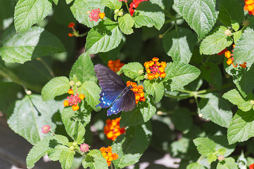 Las Vegas, NV, USA: Close up view. Papilio polyxenes Spicebush swallowtail butterfly flutters its colorful blue wings while balancing on a flower full of nutritious nectar.