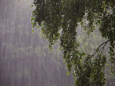 Rain heavy rain at a park rain in the forest rain in the woods heavy rain in the forest woods