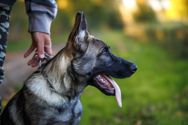 junger deutscher schäferhund mit tiertrainer - animal tongue stock-fotos und bilder