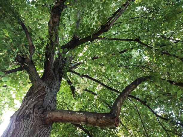 Nature, plants, trees, shrubs, flowers
