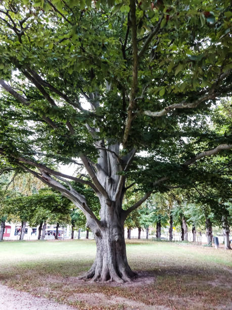 istock Nature, plants, trees, bushes, blossoms large tree in a park 1428061090