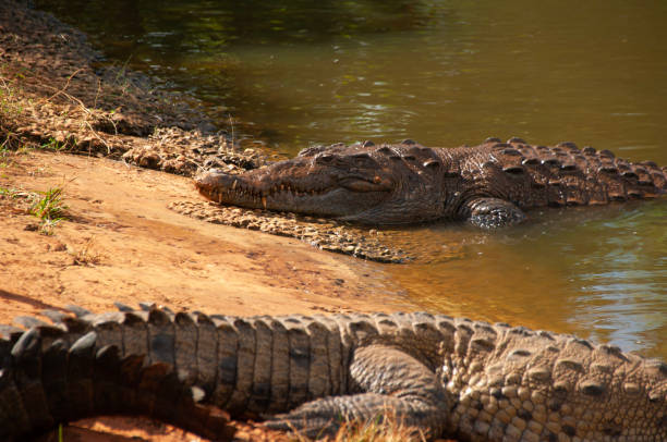istock Crocodiles sunbathe on the shore of a pond 1428062889