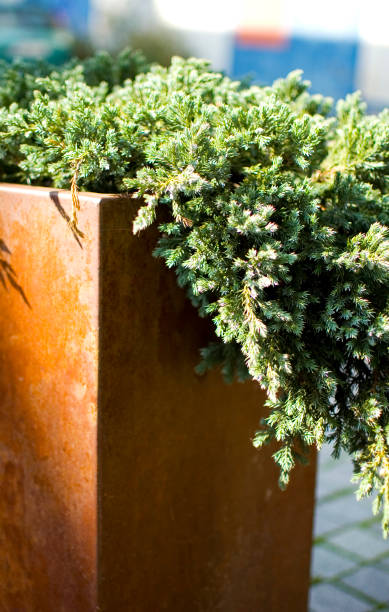 istock Green plants in corten flower pot close up. 1428064224