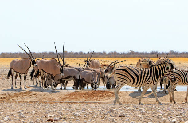 istock Oryx and Zebras share a waterhole in Etosha National Park 1428068324