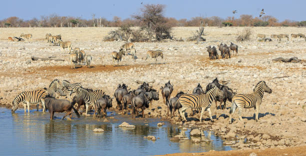 istock Busy African waterhole 1428069417