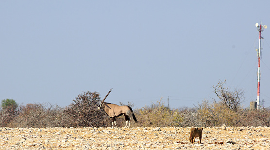 A lone Lioness stalking a large Gemsbok Oryx, with a natural pale blue clear sky in Etosha National Park, Namibia, Southern Africa