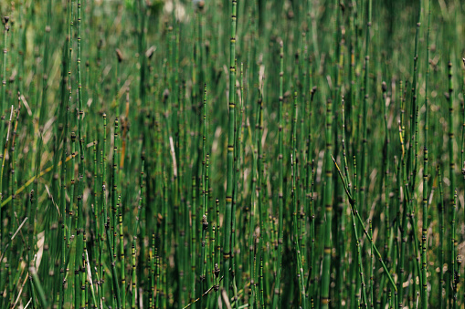 Neatly trimmed bamboo outside a home