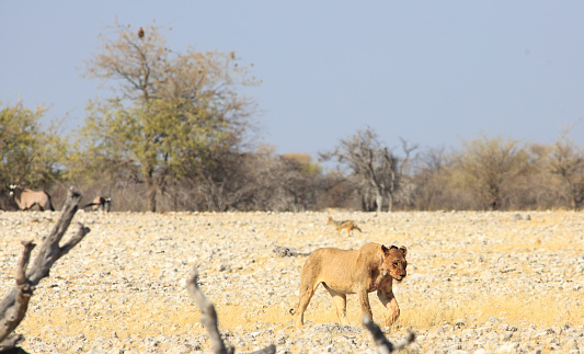 Greater kudu ( Tregalaphus strepsiceros) Etosha National Park, Namibia, Africa.