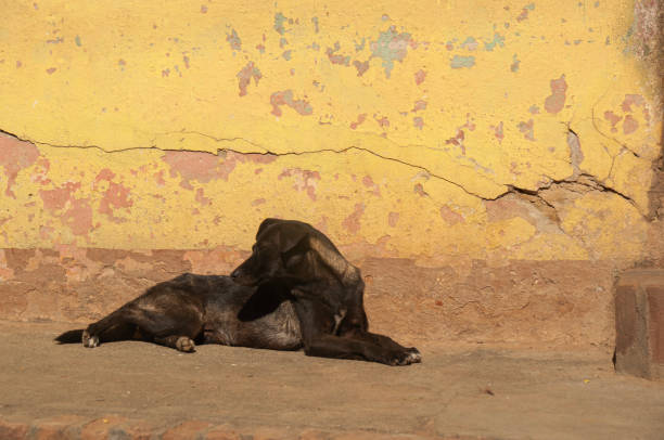 istock A dog lays against a yellow wall 1428073093
