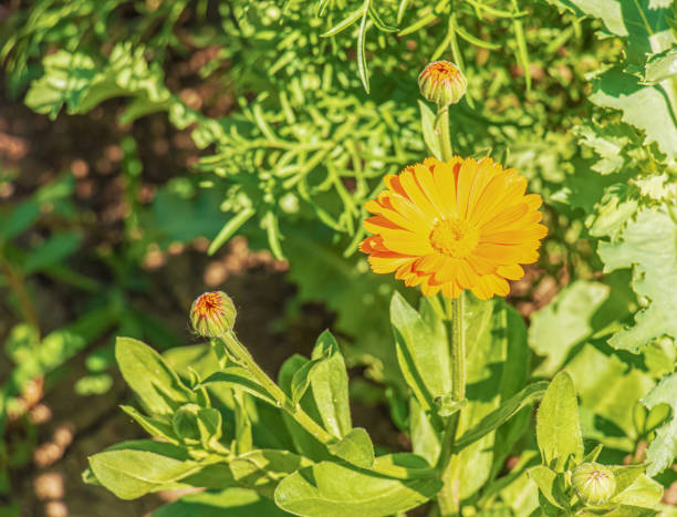 Beautiful calendula flowers in summer garden. Marigold flower. stock photo