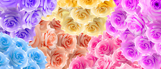 six color, red, violet, yellow, cream, blue, pink roses flower stacked background, nature, banner, name card, template