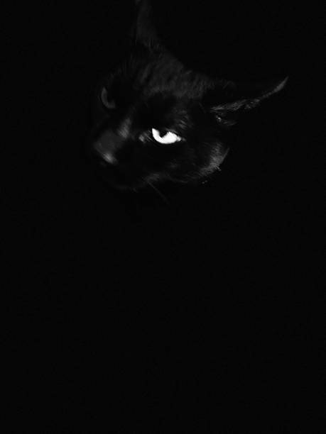 istock Lola- Black Cat Studio Portrait 1428078055
