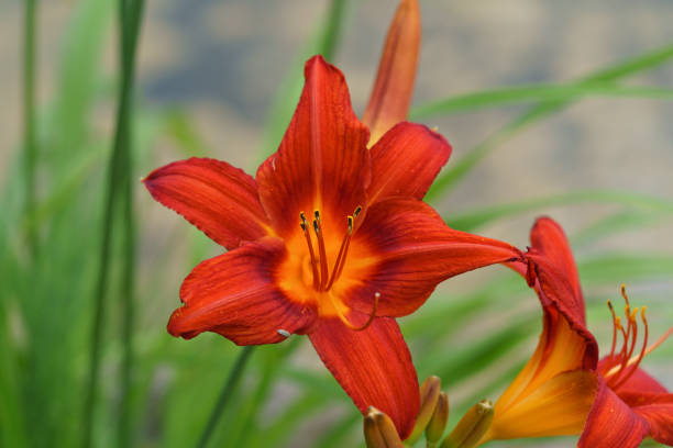istock Blossoming orange lily in summer garden, natural light blurred background. 1428078354