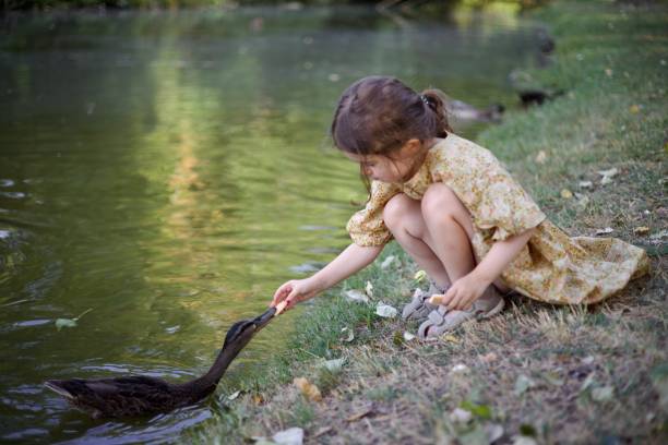 istock A laughing little girl with ducks in park 1428082378