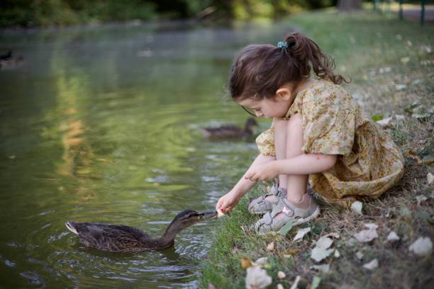 istock A laughing three years old  girl with ducks in park 1428082901