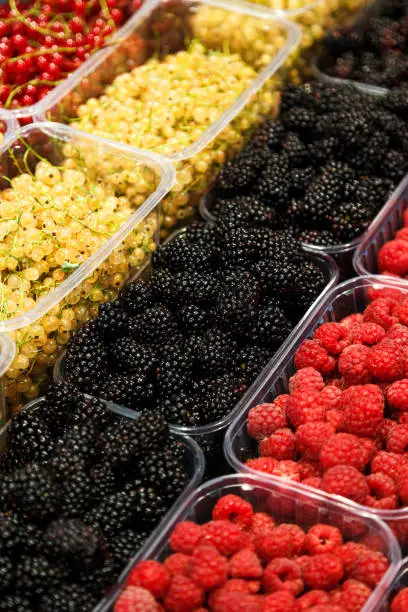 Colourful mix of different fresh berries at market. Raspberries, blackberries, whitecurrants and redcurrants