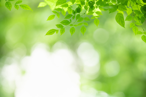 Closeup of beautiful nature view green leaf on blurred greenery background in garden with copy space using as background wallpaper page concept.