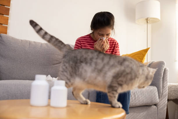 istock Woman Sneezing While Cuddle Her Cat  on Sofa Suffer From Cat Fur Allergy Symptom 1428085251