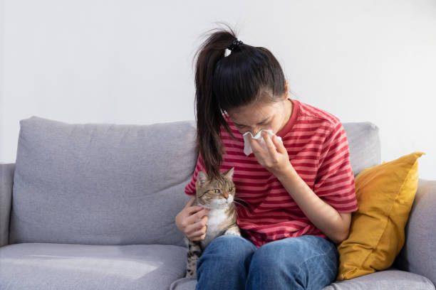 istock Woman Sneezing While Cuddle Her Cat  on Sofa Suffer From Cat Fur Allergy Symtom 1428085261