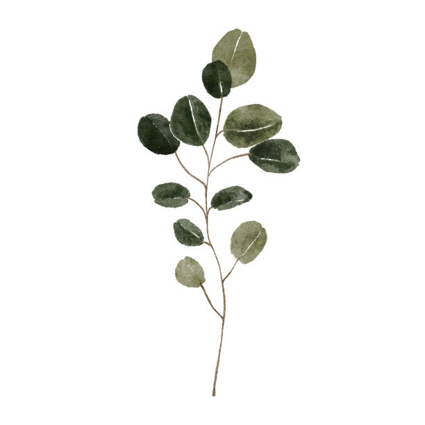 istock Watercolor eucalyptus isolated on white background. Botanical green leaves plant illustration 1428085713