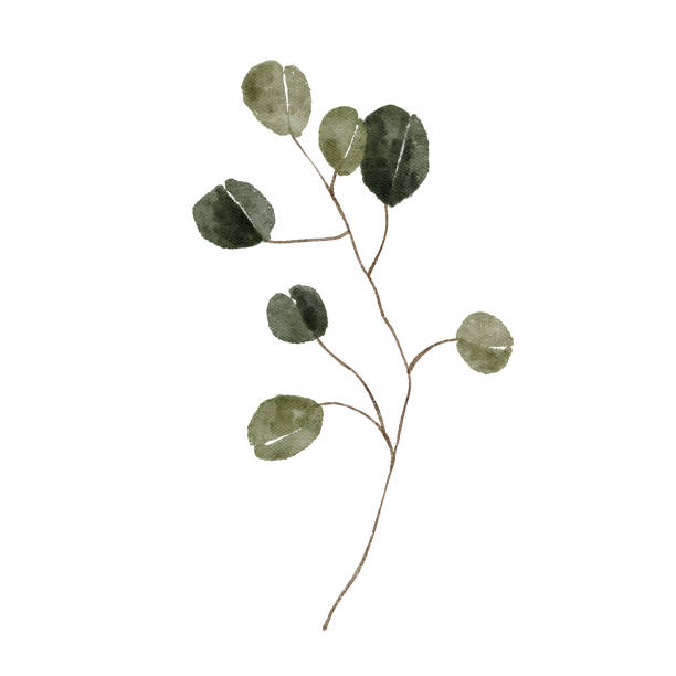 istock Watercolor eucalyptus isolated on white background. Botanical green leaves plant illustration 1428085730