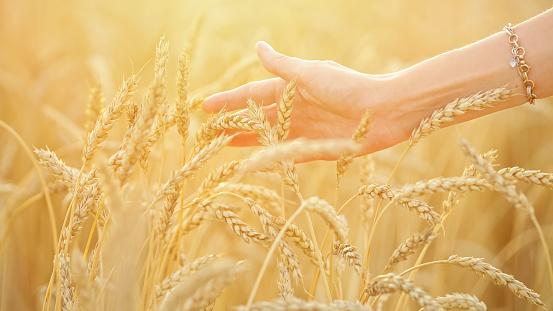Woman with golden bracelet on hand touches ripe wheat spikelets. Tourist walking on wheat field explores countryside aesthetic in nice weather