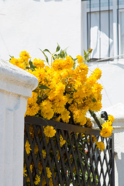 Blooming Kerria Japonica flower on white background. Summertime, yellow flowers on garden wall in daylight. Vertical close-up.