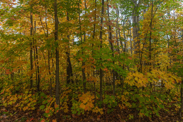 Forest in fall time stock photo