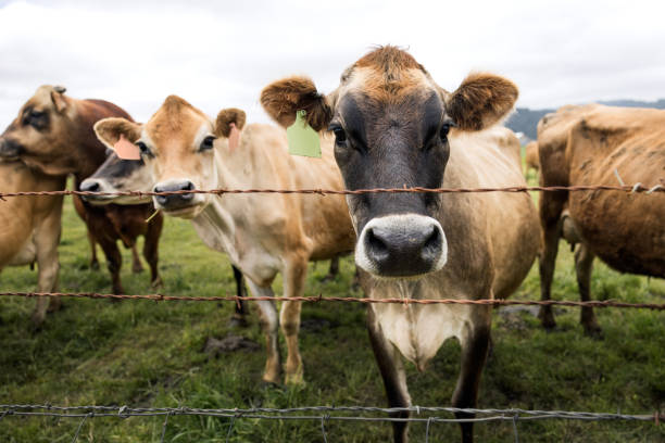 Grass fed dairy cows say hello from their pasture, taking a break from grazing.  Photographed in Northern California, USA.