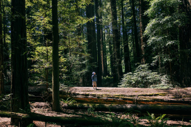 Large Redwood and Sequoia as viewed from below rise high above.  An elementary aged Caucasian boy looks up at them in awe and wonder. \n Photographed in California, USA.