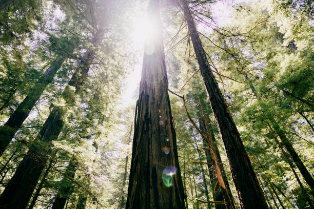 Redwood and Sequoia Trees Reach to the Sky stock photo