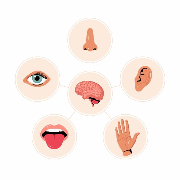 ilustraciones, imágenes clip art, dibujos animados e iconos de stock de gráfico de ilustraciones de cinco sentidos. símbolos de oído y ojos humanos, iconos vectoriales de nariz y boca. percepción humana. - sensory perception