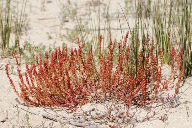 istock Plants of Rumex bucephalophorus on a sand dune 1428090760