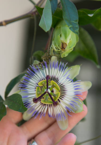 istock Close-up of Passiflora Caerulea. 1428092875