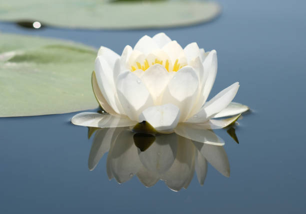 Nenúfares blancos en su entorno natural. Flores de loto. - foto de stock