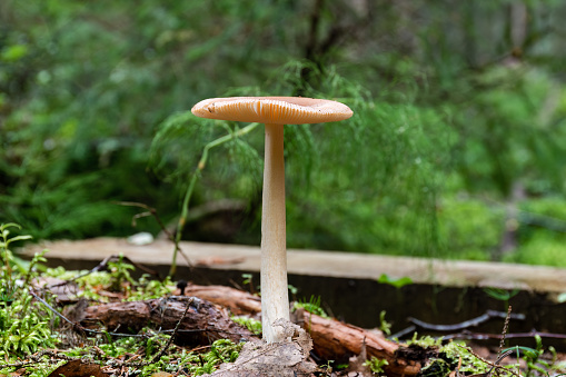 Close up of a mushroom Tawny grisette (Amanita fulva) with green forest background in Finland