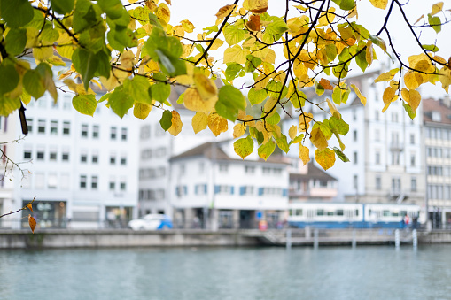 Autumn in Zurich.