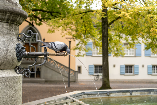 Pigeon drinking water from a fountain in Zurich.