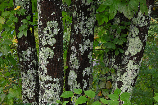 Multi-trunked tree with lichen, along the wild and scenic Bantam River in Washington, Connecticut