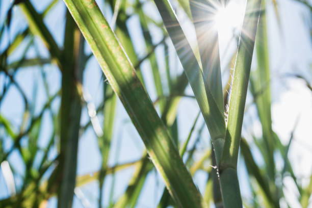 mittagssonnenstrahlen, die zwischen die zuckerrohrblätter eindringen. grüne blätter einer zuckerrohrernte in einem kolumbianischen sommer mit einer weißen sonne im hintergrund. - sugar leaf stock-fotos und bilder