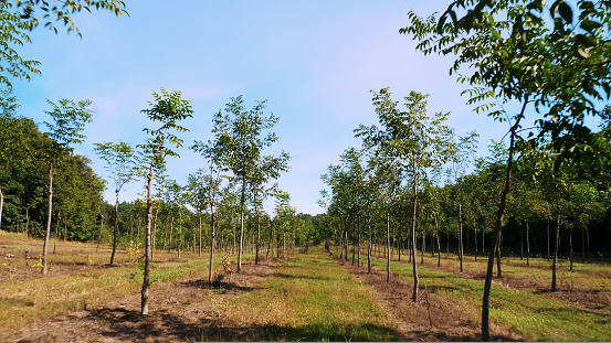 fields, plantations of Forester's unique hybrid nut, designed to produce valuable wood, rows of young healthy nut trees in rural plantation , on a sunny day. High quality photo