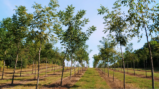 fields, plantations of Forester's unique hybrid nut, designed to produce valuable wood, rows of young healthy nut trees in rural plantation , on a sunny day. High quality photo
