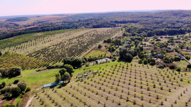 finca, campos de plantaciones de nogal. hileras de árboles de nuez sana en una finca rural con maduración nueces de árboles en un soleado day.aero video, abejón - walnut tree walnut nut branch fotografías e imágenes de stock