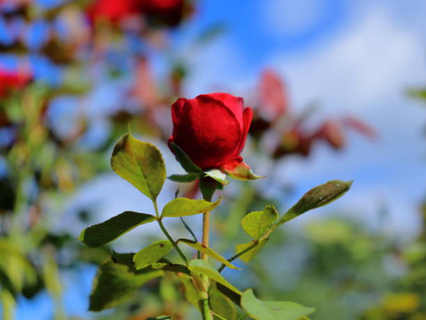 istock Red garden Rose flower up close with blue sky background 1428097873