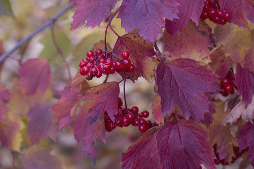 Purple leaves and red berries of viburnum in the autumn garden. Medicinal plant.