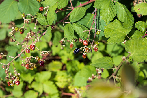 Wild black berries from BC Canada