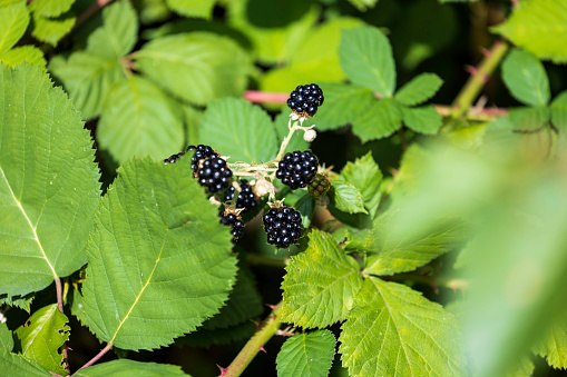 Wild Blackberry Bush of BC, Canada