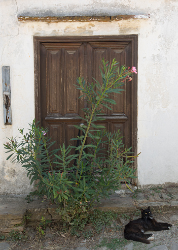 Green leafy plant in front of the brown door. Black stray cat looking at camera in front of old wooden door. Traditional houses, stray animals and front door concepts. Vertical close-up.
