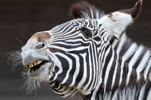 Grvy's zebra (Equus grevyi), also known as the imperial zebra stock photo