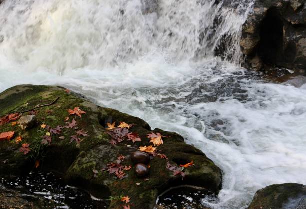 istock Autumn Leaves Near A Waterfall 1428104290